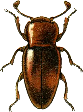 Merophysia striatella