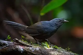 Щетинковый древесный топаколо  (Merulaxis ater), самец