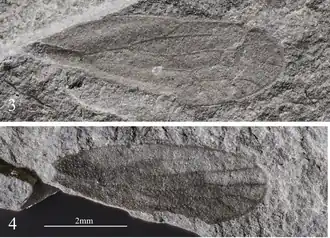 Ископаемые отпечатки крыльев Mesojassus ipsviciensis