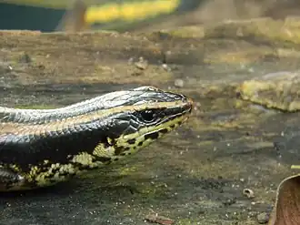 Mesoscincus schwartzei