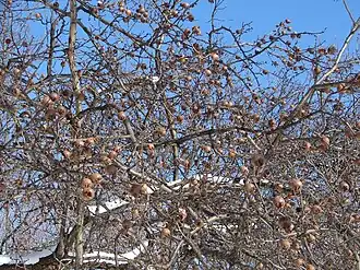 Зимующее растение