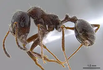 Степной муравей-жнец