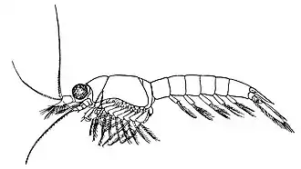 Meterythrops robustus, самец