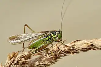 Скачок Резеля28 января 2019