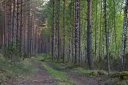 Лесная тропа в деревне Корела на территории природного парка Мустоя