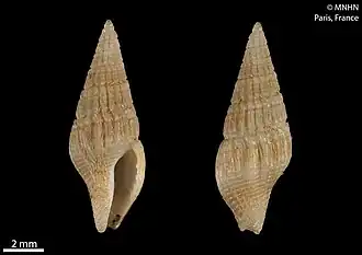 Раковина Metulella columbellata