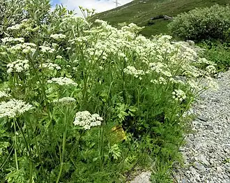 Меум атамантовый