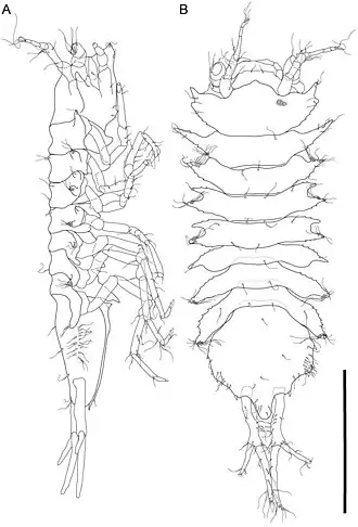 Mexicope maletensis, самец, голотип