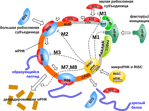 МикроРНК8 июня 2014