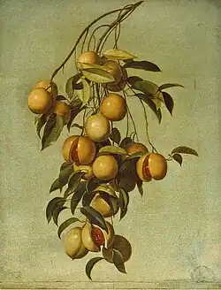 Натюрморт с веткой мускатных орехов, Национальный музей естественной истории (Париж)