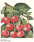 Вишня «Краса севера»