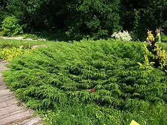 Микробиота перекрёстнопарная