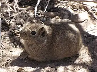 Южная горная свинка (Microcavia australis)