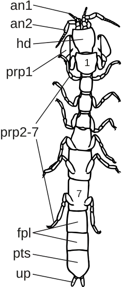 Схема строения Microcerberidae:1..7 — переониты; an1 — антеннулы; an2 — антенны; fpl — свободные плеониты; hd — голова; prp1 — первая пара переоподов (гнатоподы); prp2-7 — остальные переоподы; pts — плеотельсон; up — уроподы