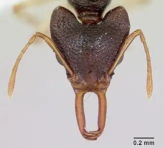 Microdaceton
