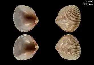 Раковина Microfragum subfestivum