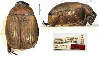 Microserica flaveola