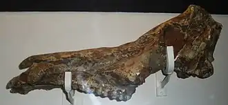 Ископаемый череп