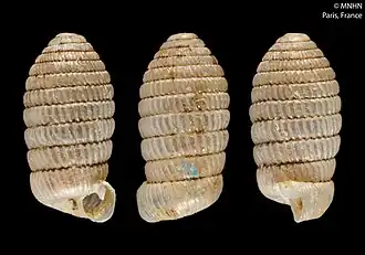 Microstrophia goudoti