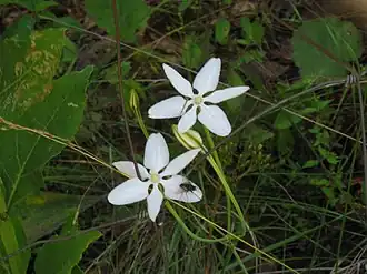 Милла двухцветковая (Milla biflora)