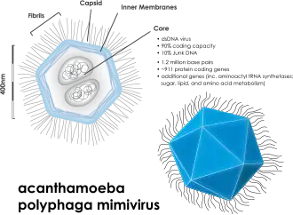 Мимивирус (Mimivirus)