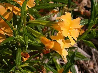 Цветки Mimulus aurantiacus