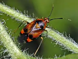 Deraeocoris ruber