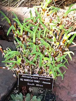 Mitrophyllum clivorum