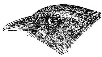 Оливковоспинная тростниковая танагра11 января 2021