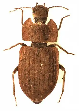 Mitua tuberculicostata