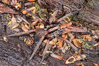 Miturga albopunctata