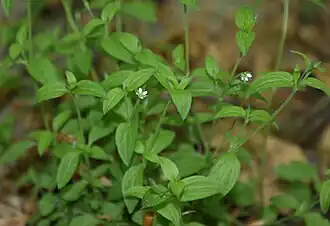 Мерингия трёхжилковая, цветущее растение