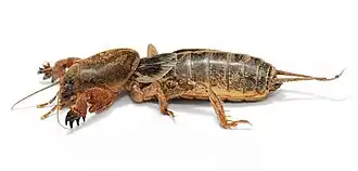 Gryllotalpa gryllotalpa