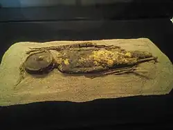 Мумия младенца, чёрного типа