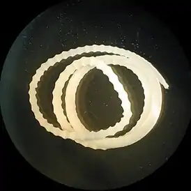 Возбудитель монилиформоза