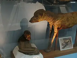 Мумии животных из гробницы KV50. Каирский музей