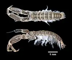 Monocorophium acherusicum