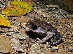 Калимантанская чесночница