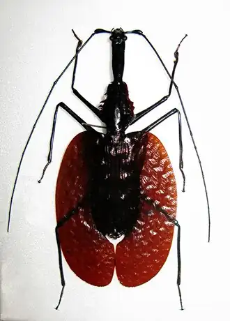 Листовидные жужелицы