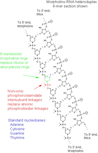 Морфолиновые олигонуклеотиды4 декабря 2015
