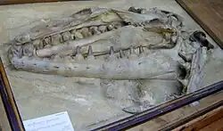 Модель голотипа MNHNP AC 9648. Национальный музей естественной истории, Париж