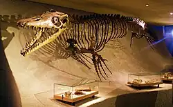 Реконструированный скелет NHMM 006696. Музей естественной истории Маастрихта, Нидерланды