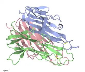 Трёхмерная структура фактора некроза опухоли Mus musculus. Различными цветами обозначены мономеры. Baeyens, KJ et al. (1999).