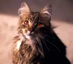 Миссис Норрис в фильме «Гарри Поттер и философский камень»