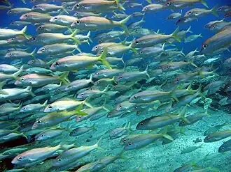 Mulloidichthys flavolineatus