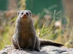 Полосатый мангуст10 ноября 2012