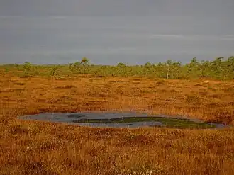 Верховое болото Мурака