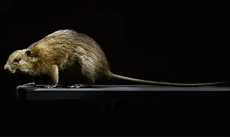 Антильский хомяк