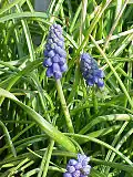 Гадючий лук (Muscari racemosum)