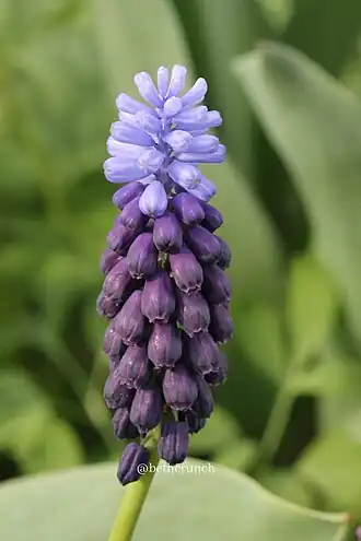 Гадючий лук незамеченный. Общий вид растения